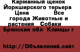 Карманный щенок Йоркширского терьера › Цена ­ 30 000 - Все города Животные и растения » Собаки   . Брянская обл.,Клинцы г.